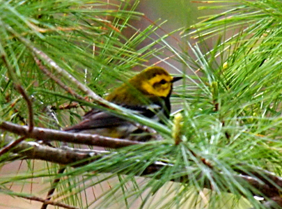 [Small bird with yellow head with a dark crown and grey body sitting on a tree branch.]